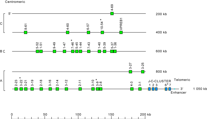Locus representation human (<em>Homo sapiens</em>) IGL locus on chromosome 22 (22q11.2)