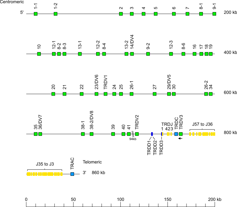 Locus representation human (<em>Homo sapiens</em>) TRA/TRD locus on chromosome 14 (14q11.2)  assembly HG01123_mat_hprc_f2