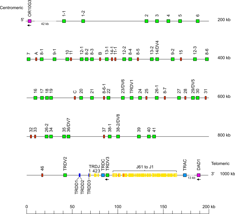 Locus representation human (<em>Homo sapiens</em>) TRA/TRD locus on chromosome 14 (14q11.2)  assembly HG02257_mat_hprc_f2