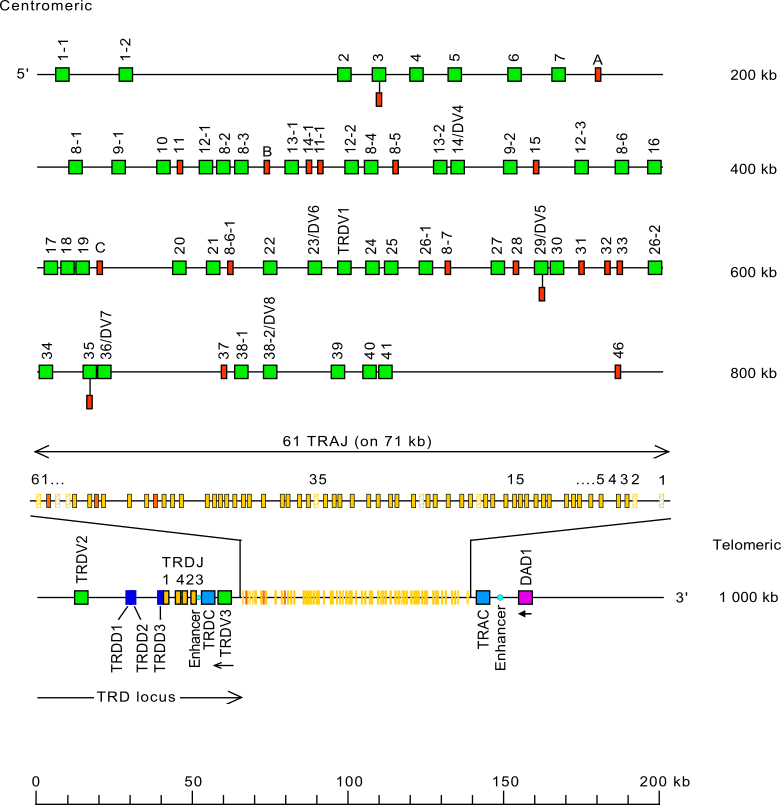 Locus representation human (<em>Homo sapiens</em>) TRA/TRD locus on chromosome 14 (14q11.2) Holistic IMGT reference