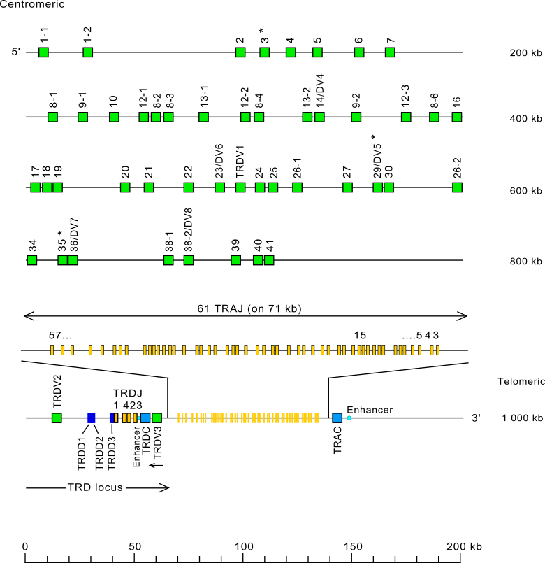 Locus representation human (<em>Homo sapiens</em>) TRA/TRD locus on chromosome 14 (14q11.2) Holistic IMGT reference
