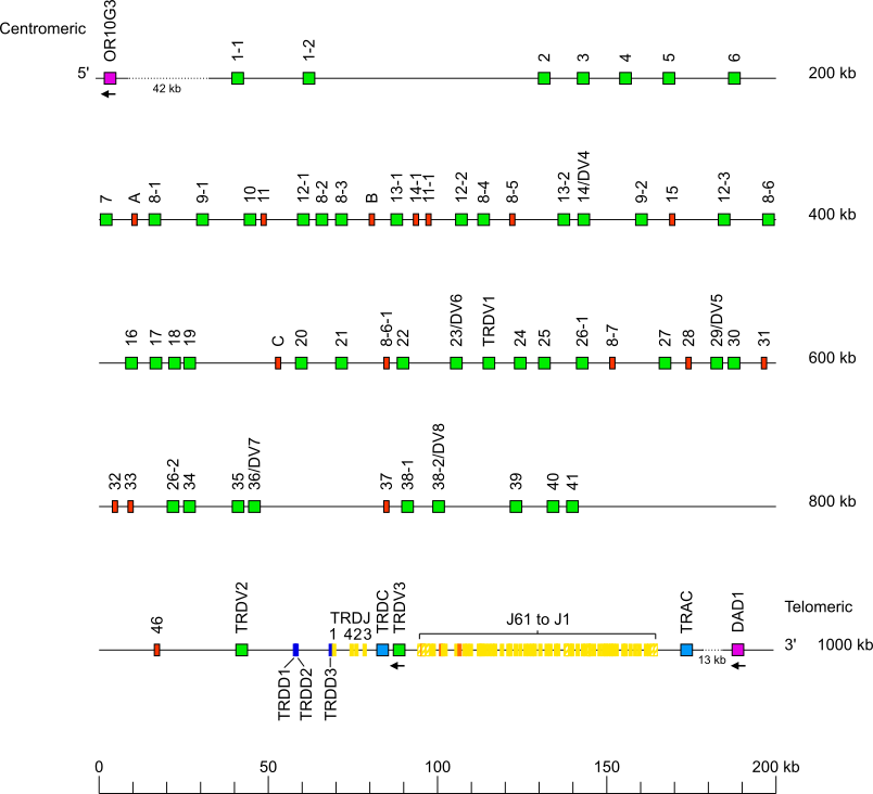 Locus representation human (<em>Homo sapiens</em>) TRA/TRD locus on chromosome 14 (14q11.2)  assembly T2T_YAO_v2_mat