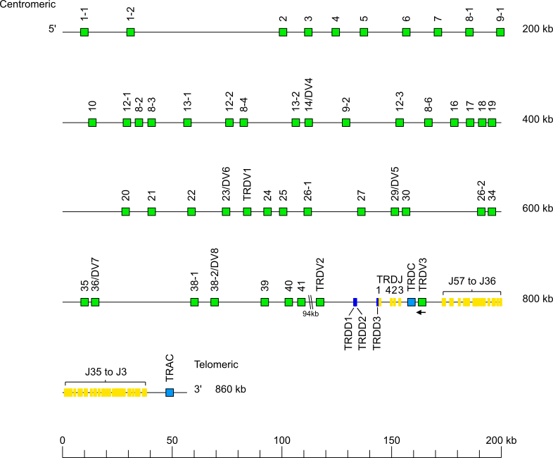 Locus representation human (<em>Homo sapiens</em>) TRA/TRD locus on chromosome 14 (14q11.2)  assembly T2T_YAO_v2_mat