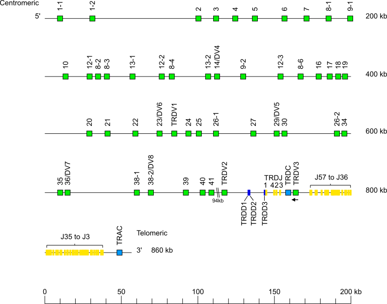 Locus representation human (<em>Homo sapiens</em>) TRA/TRD locus on chromosome 14 (14q11.2)  assembly T2T_YAO_v2_pat