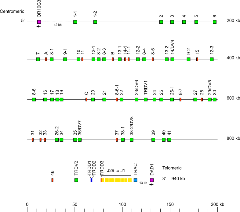 Locus representation human (<em>Homo sapiens</em>) TRA/TRD locus on chromosome 14 (14q11.2)  assembly hg002v1.1.pat
