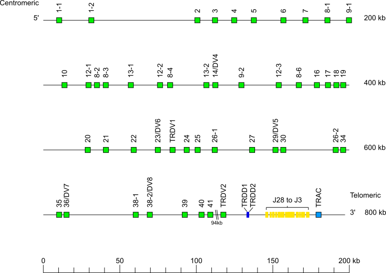 Locus representation human (<em>Homo sapiens</em>) TRA/TRD locus on chromosome 14 (14q11.2)  assembly hg002v1.1.pat