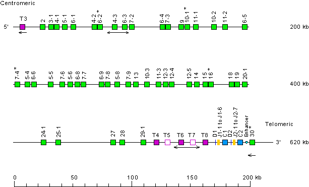 Locus representation human (<em>Homo sapiens</em>) TRB locus on chromosome 7 (7q34)