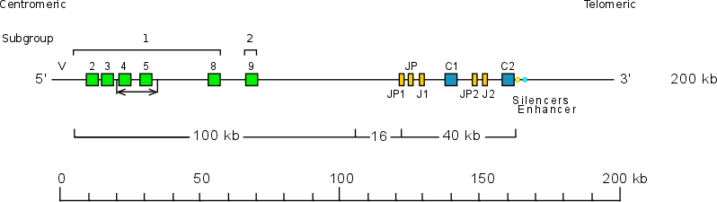 Locus representation human TRG