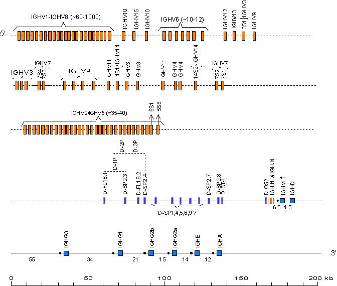 Mouse IGH locus on chromosome 12 cen-F1