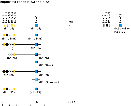 Locus representation Rabbit (<em>Oryctolagus cuniculus</em>) IGK locus