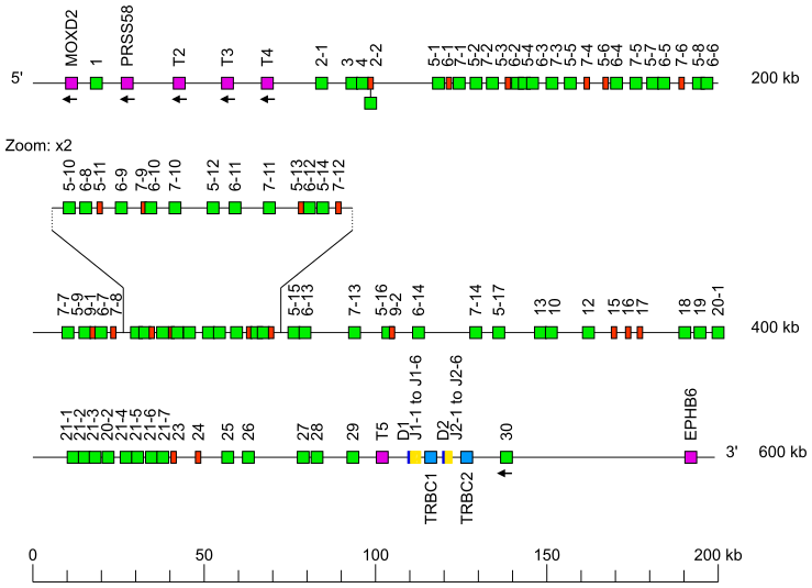 Locus representation rabbit (<em>Oryctolagus cuniculus</em>) TRB locus
