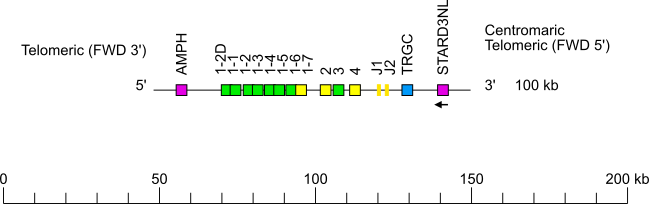 Locus representation rabbit (<em>Oryctolagus cuniculus</em>) TRG locus on chromosome 10