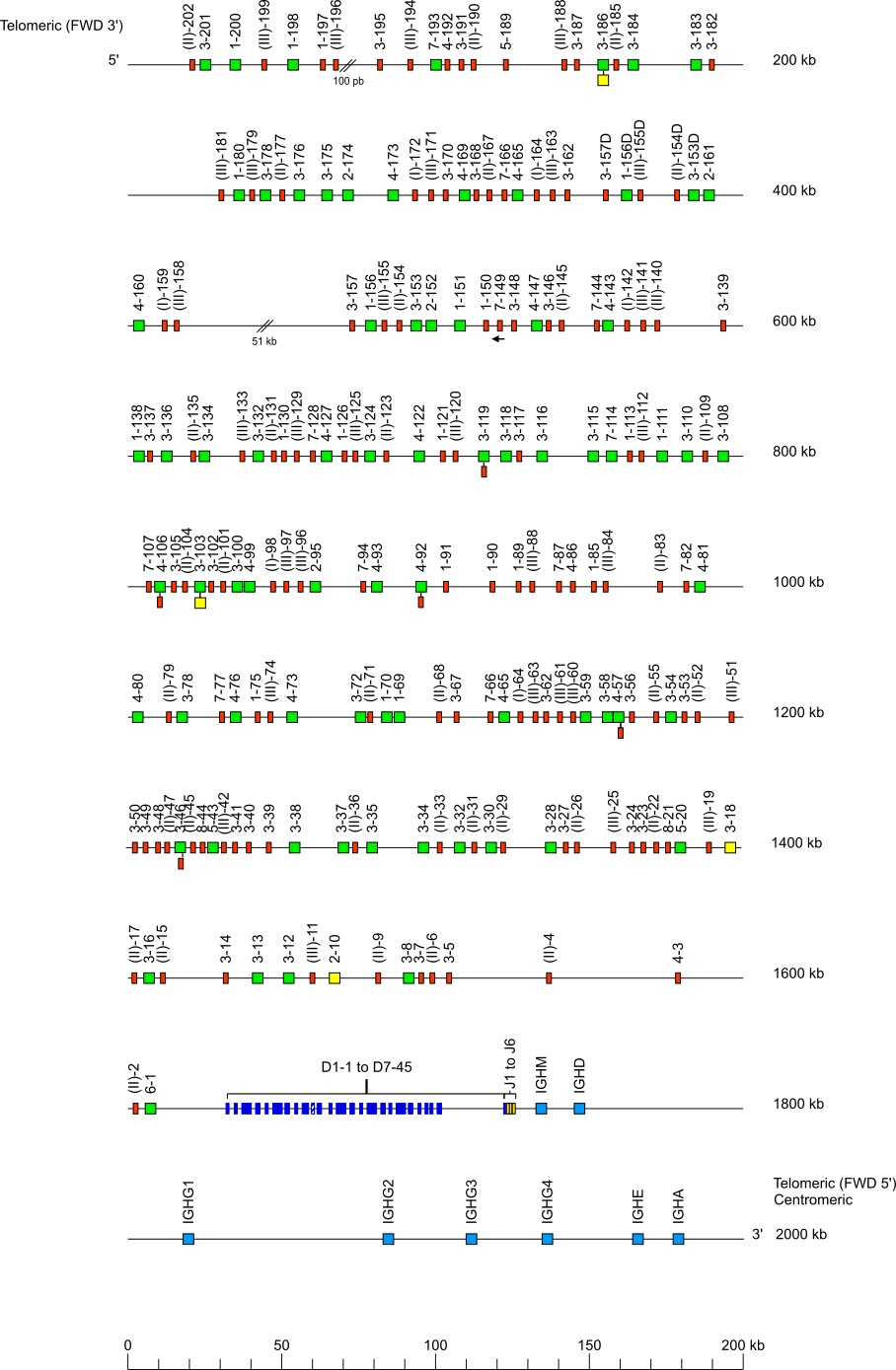 Locus representation Rhesus monkey (<em>Macaca mulatta</em>) IGH locus on chromosome 7