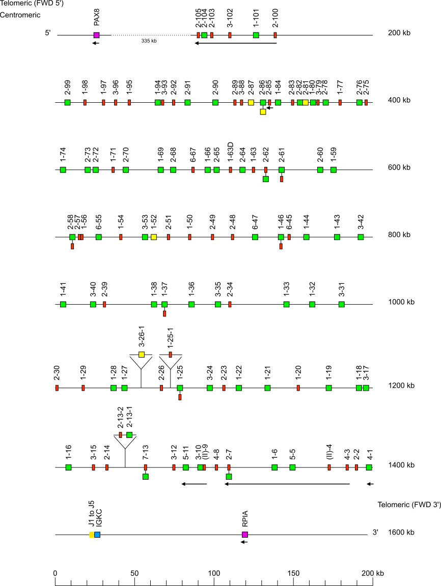 Locus representation Rhesus monkey (<em>Macaca mulatta</em>) IGK locus on chromosome 13