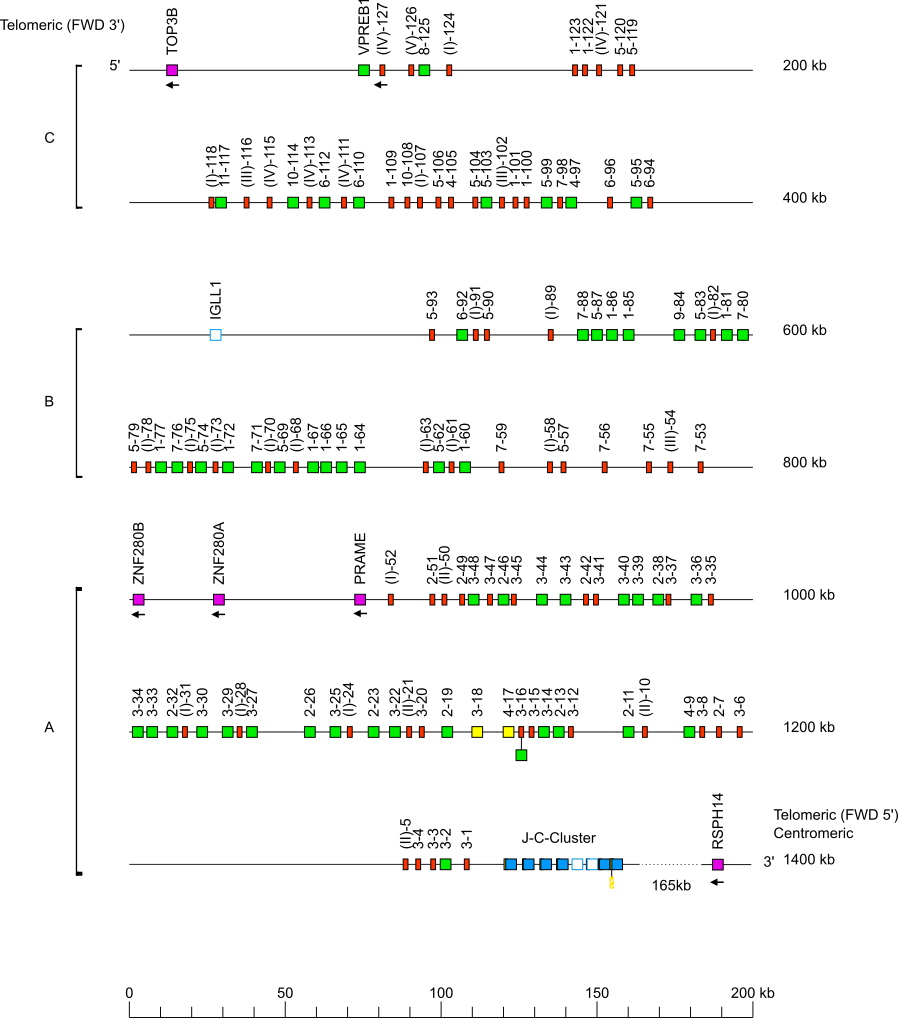 Locus representation Rhesus monkey (<em>Macaca mulatta</em>) IGL locus on chromosome 10