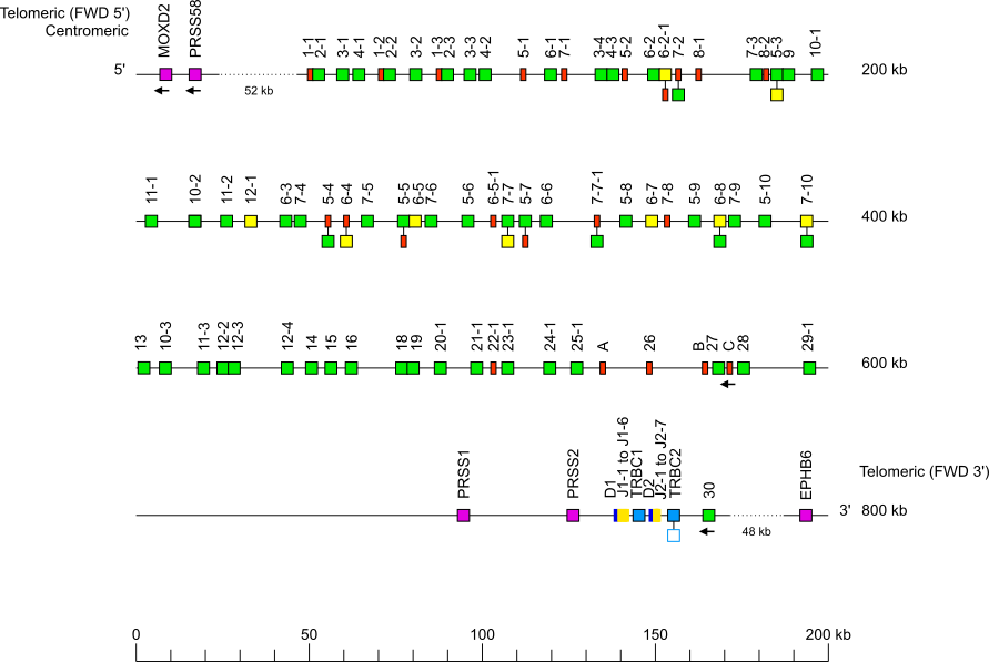 Locus representation Rhesus monkey (<em>Macaca mulatta</em>) TRB locus on chromosome 3