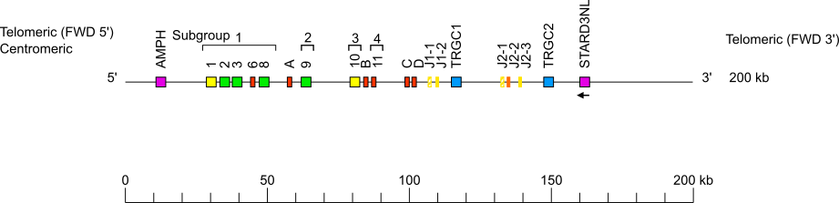 Locus representation Rhesus monkey (<em>Macaca mulatta</em>) TRG locus on chromosome 3