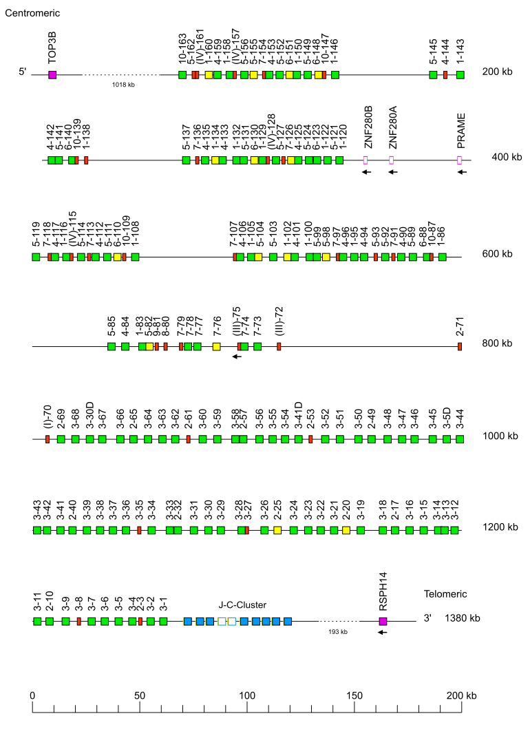 Locus representation Ring-tailed lemur (<em>Lemur catta</em>) IGL locus on chromosome 21