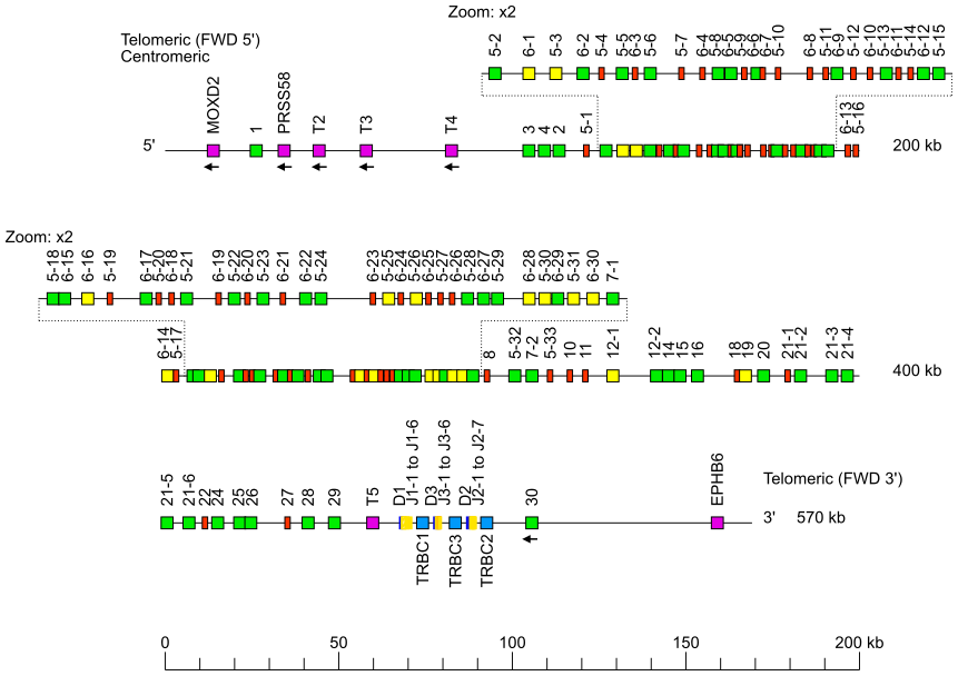 Locus representation sheep (<em>Ovis aries</em>) TRB locus on chromosome 4