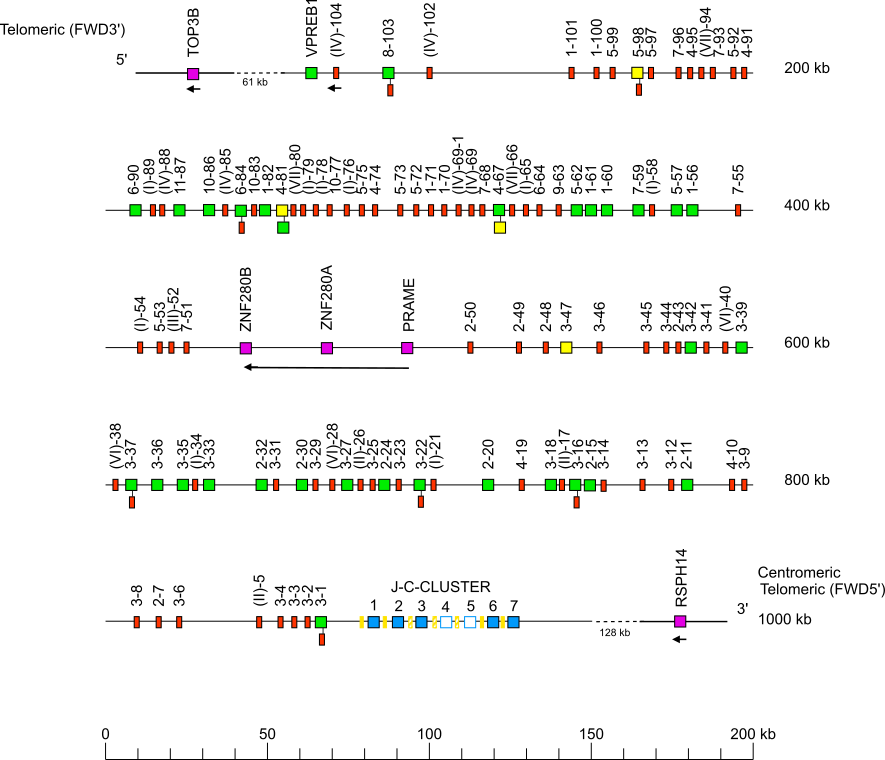 Locus representation Sumatran orangutan (<em>Pongo abelii</em>) IGL locus Holistic IMGT reference