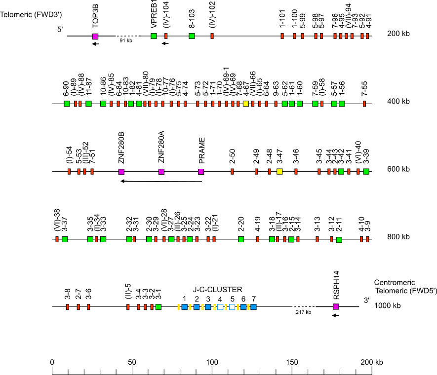 Locus representation Sumatran orangutan (<em>Pongo abelii</em>) IGL locus on chromosome 23  assembly NHGRI_mPonAbe1-v2.0_alt