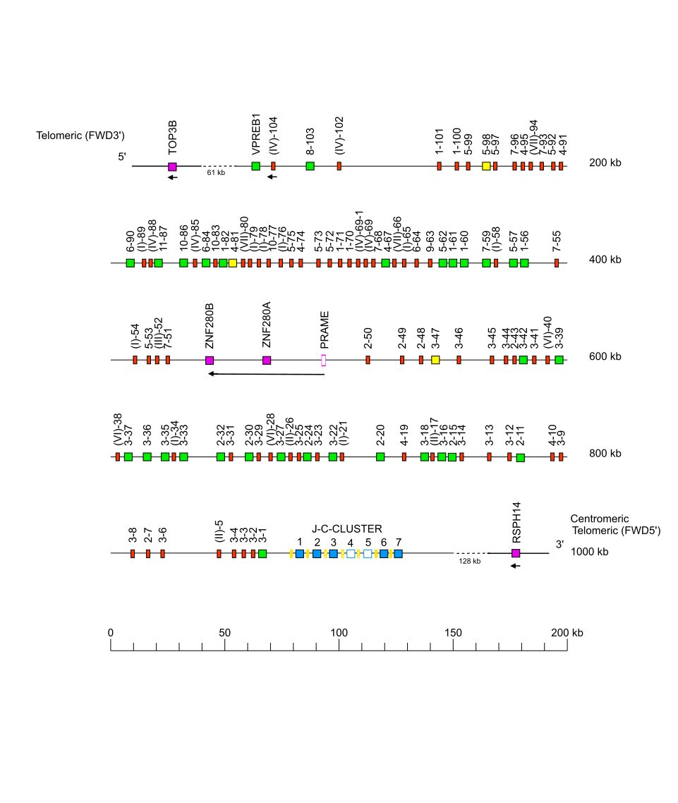 Locus representation Sumatran orangutan (<em>Pongo abelii</em>) IGL locus on chromosome 22  assembly Susie_PABv2