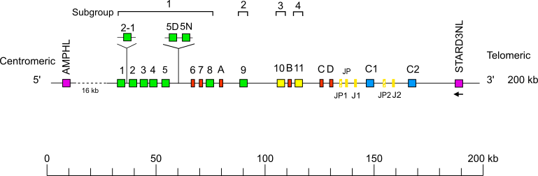 Locus representation Sumatran orangutan (<em>Pongo abelii</em>) TRG locus Holistic IMGT reference