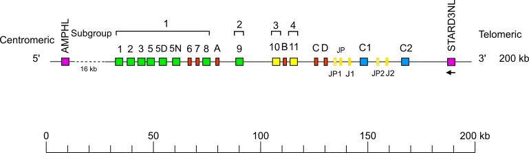 Locus representation Sumatran orangutan (<em>Pongo abelii</em>) TRG locus on chromosome 6  assembly NHGRI_mPonAbe1-v2.0_alt