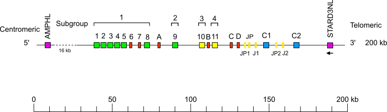 Locus representation Sumatran orangutan (<em>Pongo abelii</em>) TRG locus on chromosome 6  assembly NHGRI_mPonAbe1-v2.1_pri