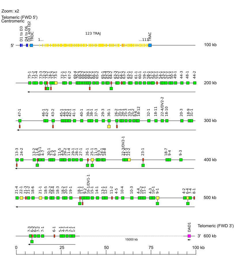 Locus representation zebrafish TRA/TRD