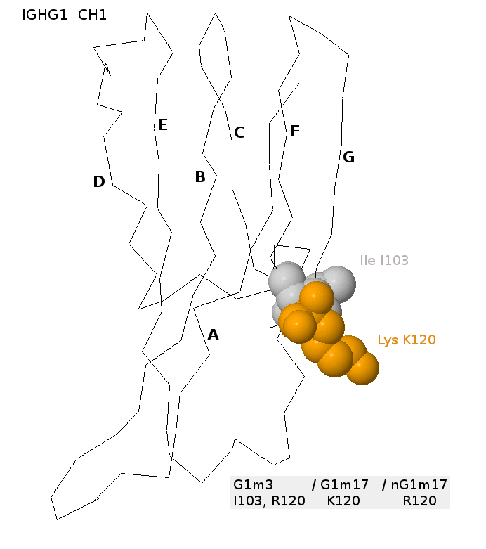 G1m17_G1m3 allotypes