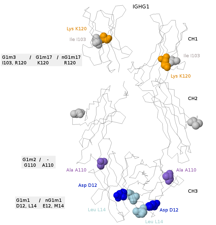 G1m1_nG1m1 allotypes