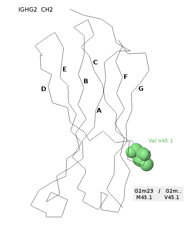 IMGT G2m allotypes