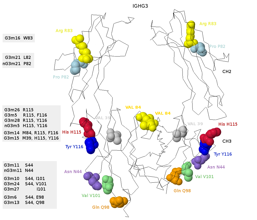 IMGT G3m allotypes