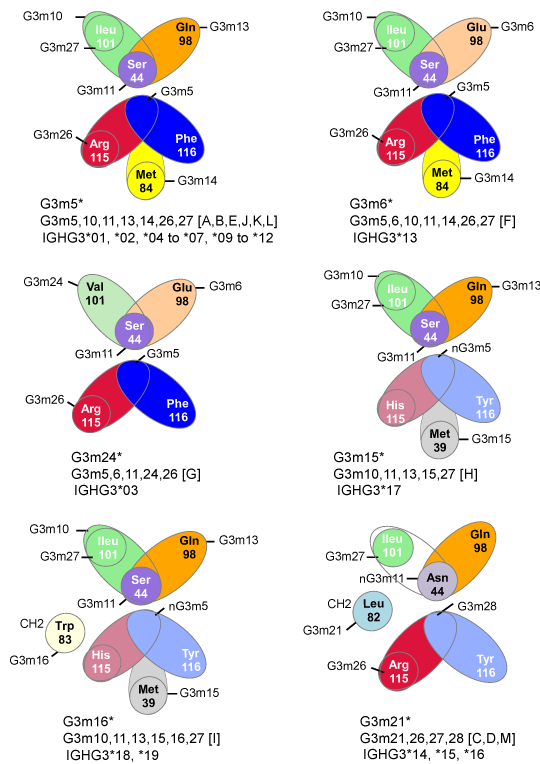 IMGT G3m allele butterfly