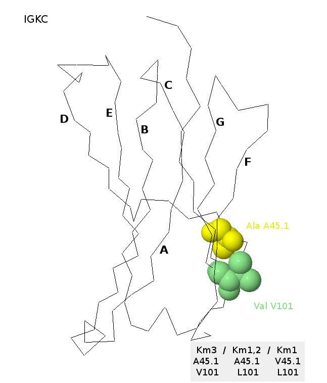 Km allotypes