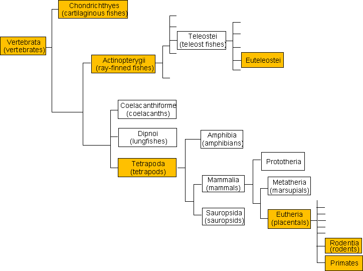 IMGT Taxonomy tree