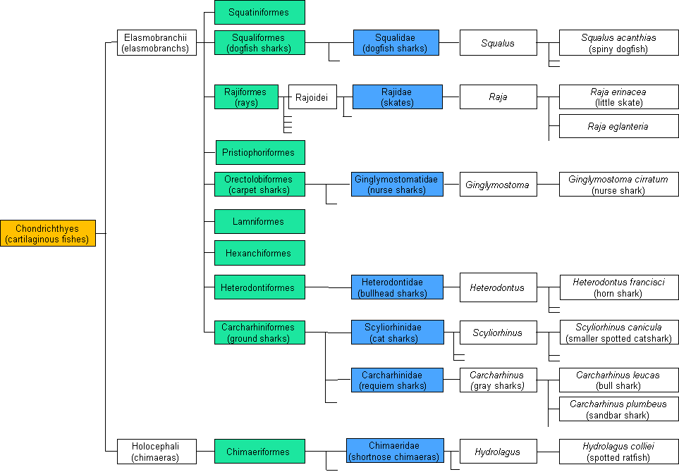 Chondrichthyes tree