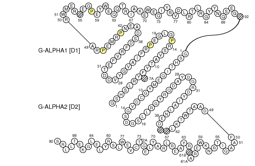 Collier RT1-A G-DOMAIN