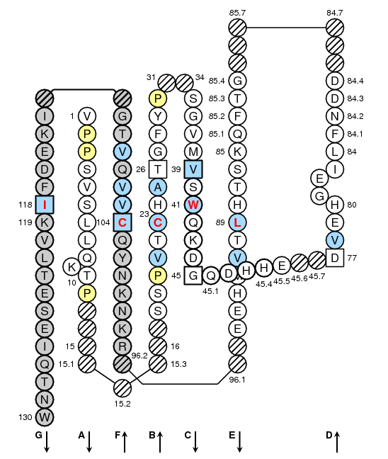 Collier Oncmyk-UCA C-LIKE-DOMAIN