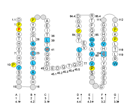 Collier HLA-A C-LIKE-DOMAIN