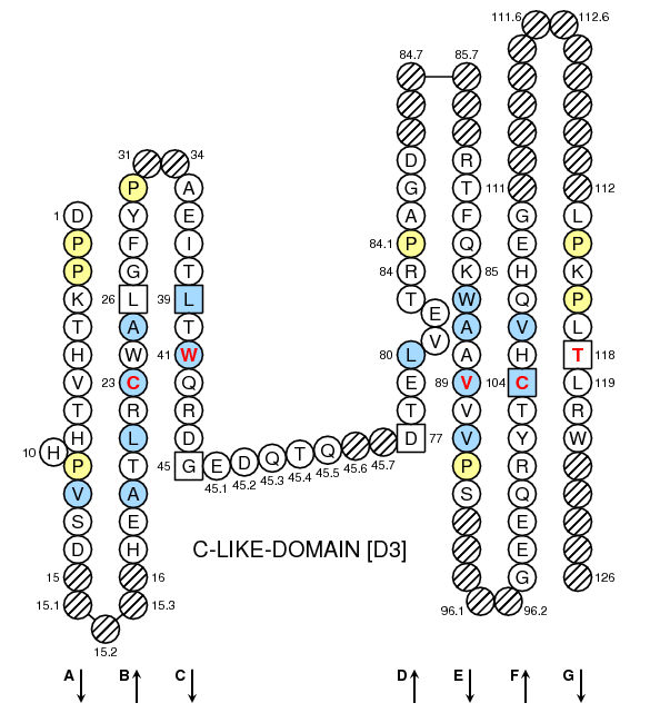 Collier HLA-A C-LIKE-DOMAIN