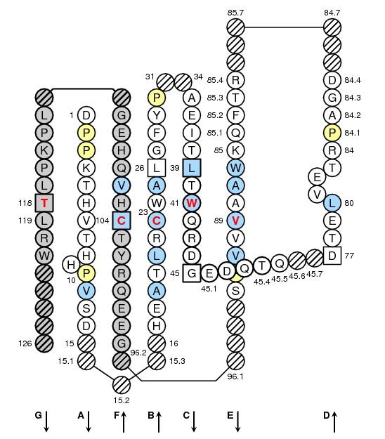 Collier HLA-A C-LIKE-DOMAIN