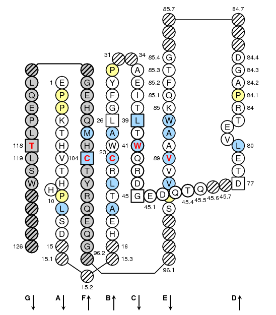 Collier HLA-C C-LIKE-DOMAIN