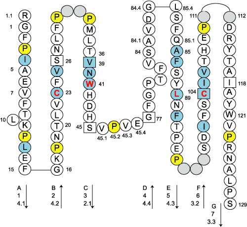 Collier HLA-DMA C-LIKE-DOMAIN