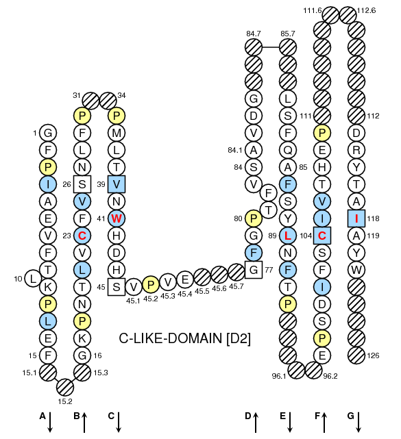 Collier HLA-DMA C-LIKE-DOMAIN