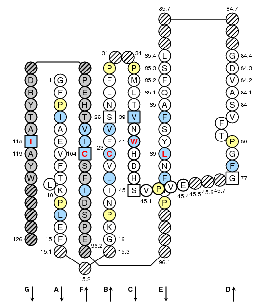 Collier HLA-DMA C-LIKE-DOMAIN