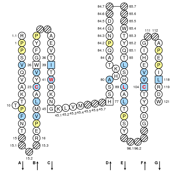 Collier HLA-DMB C-LIKE-DOMAIN