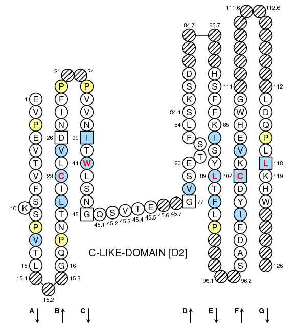 Collier HLA-DQA C-LIKE-DOMAIN