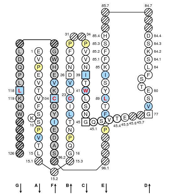 Collier HLA-DQA C-LIKE-DOMAIN